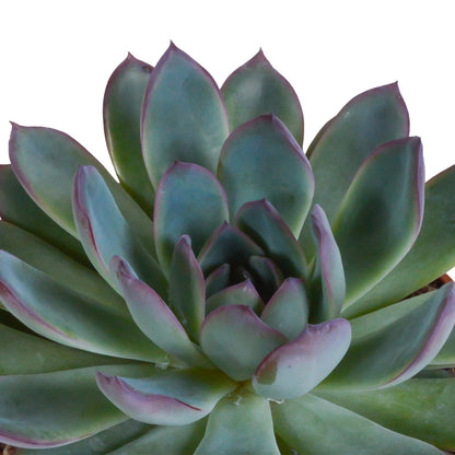 Echeveria mix (3 stuks) - ↕12-15cm - in witte pot