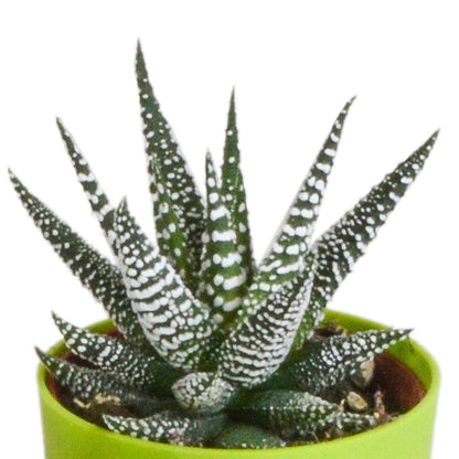 Gasteria/Haworthia mix (5 stuks) - ↕8-13cm - in gekleurde plastic pot