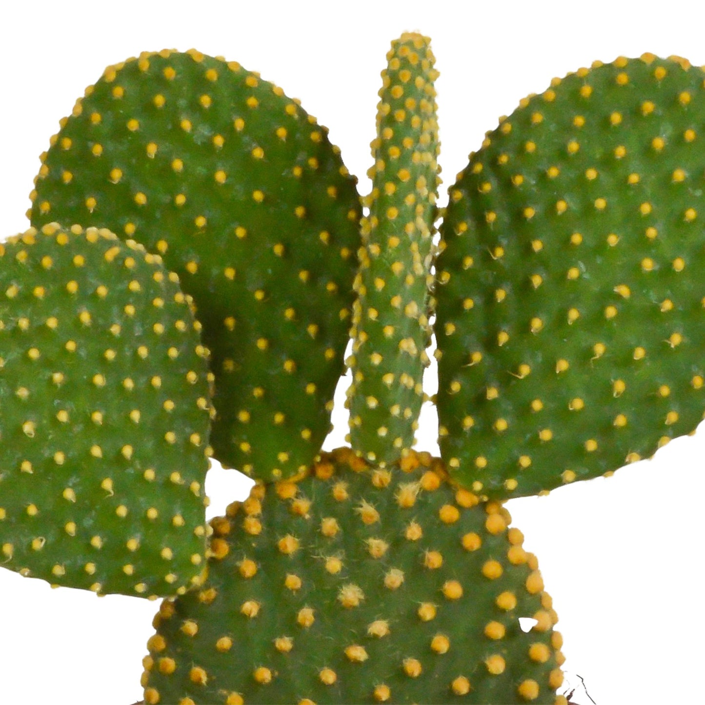 Opuntia microdasys - ↕15-30 cm - zonder pot