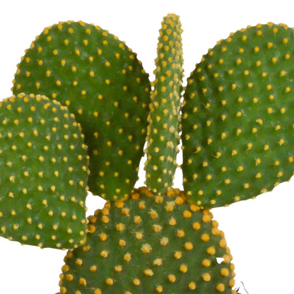 Opuntia microdasys - ↕15-30 cm - zonder pot