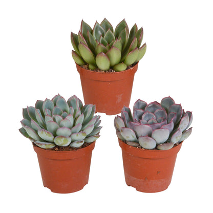 Echeveria mix (3 stuks) - ↕12-15cm - zonder pot