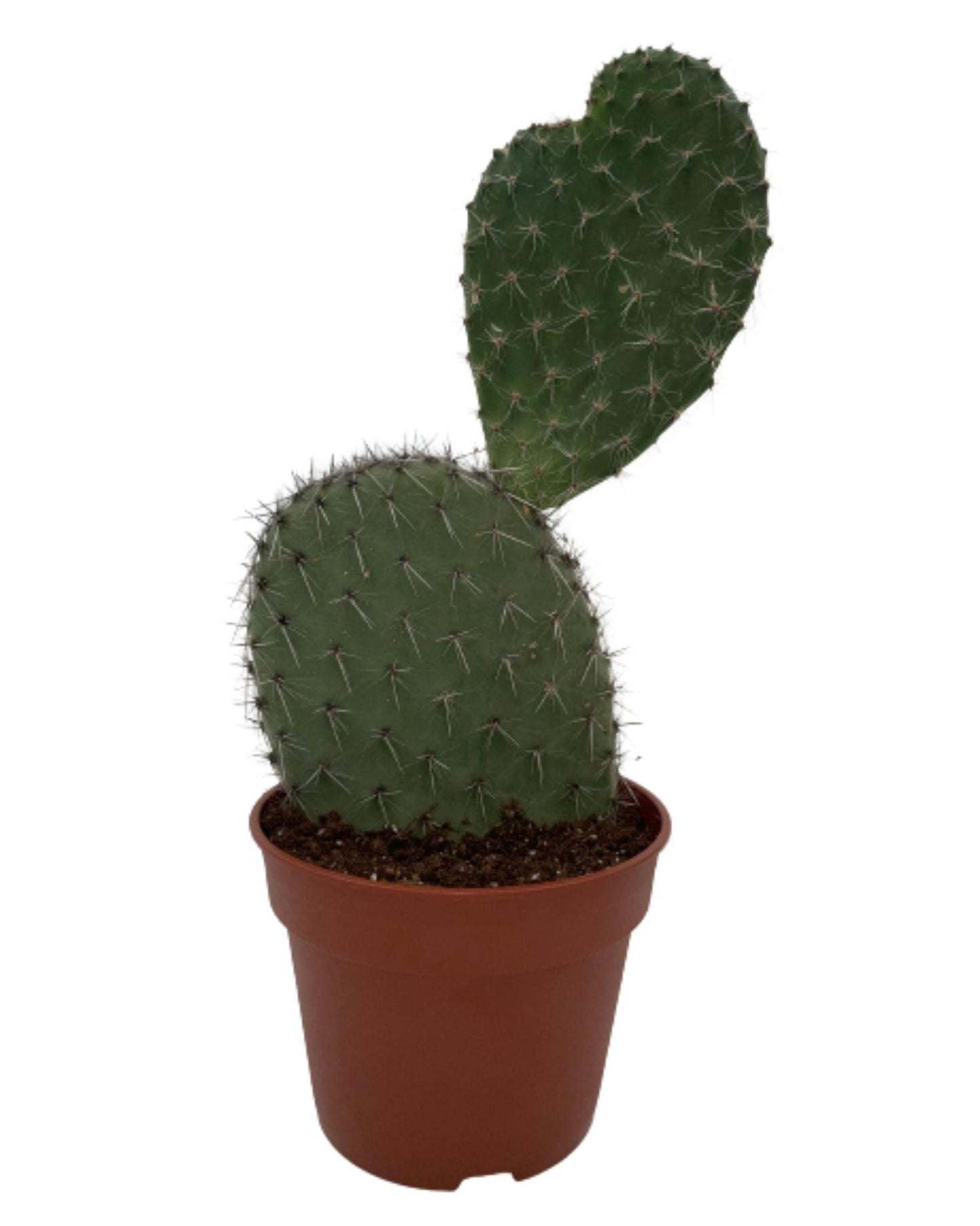 Cactus- Opuntia Vijgcactus - ↕30-40cm - Zonder pot