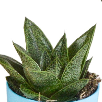 Gasteria/Haworthia mix (5 stuks) - ↕8-13cm - in gekleurde plastic pot