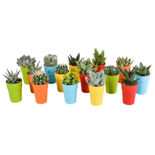 Cactus en vetplanten mix | 15 stuks - in gekleurde plasticpot