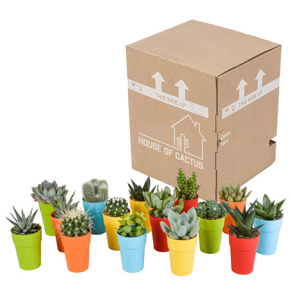 Cactus en vetplanten mix | 15 stuks - in gekleurde plasticpot