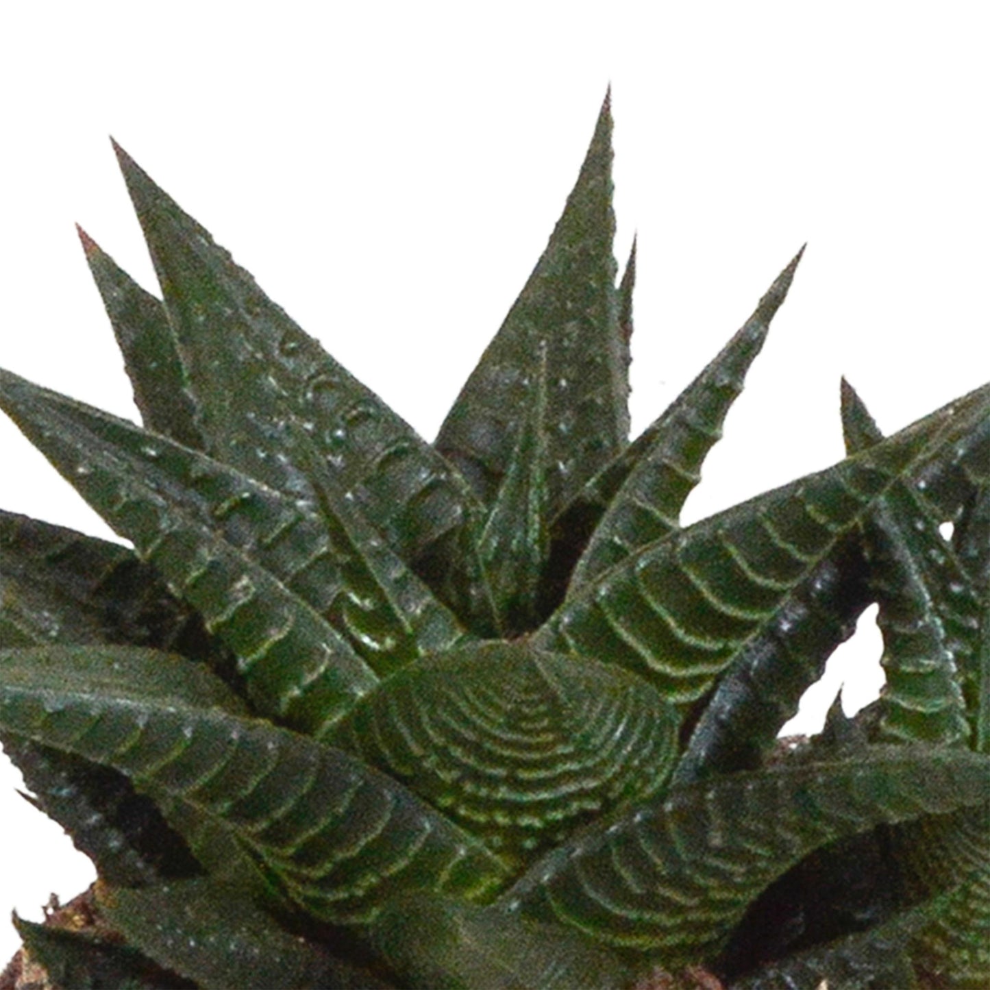 Gasteria/Haworthia mix (3 stuks) - ↕13-18cm - in witte pot