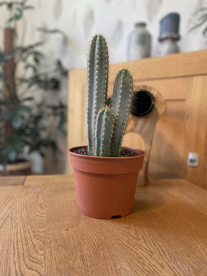 Cactus- Pilosocereus Azerues - ↕30-40cm - Zonder pot