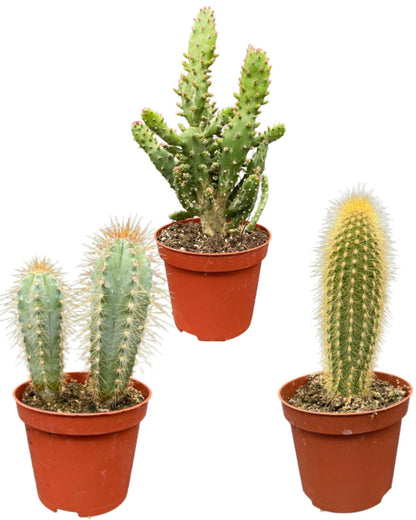 Cactus Palen Mix - ↕15-20cm (3 Stuks) - Zonder pot