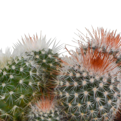 Bolcactus mix ↕12-20cm | 3 stuks - in Mexicaanse pot