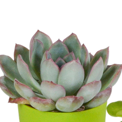 Vetplanten mix ↕10-15cm (5 Stuks) - in gekleurde plastic pot