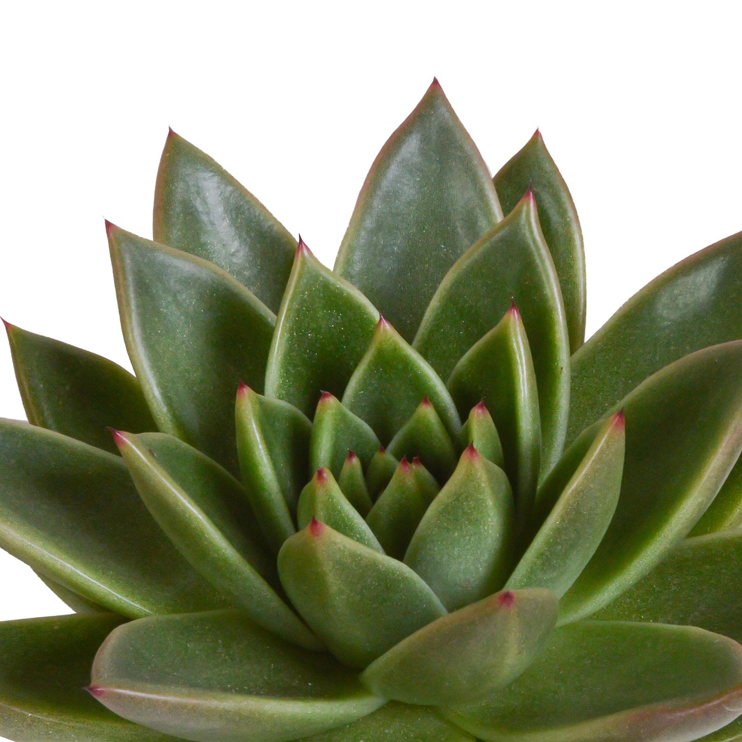 Echeveria mix (3 stuks) - ↕12-15cm - in witte pot