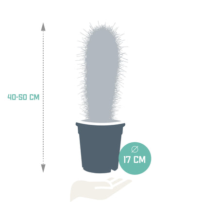 Pachycereus pringlei - ↕40-50cm - zonder pot