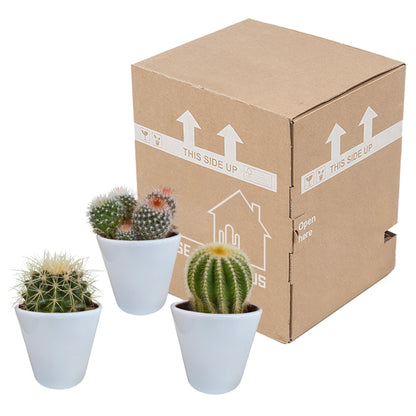 Bolcactus mix ↕12-20cm | 3 stuks - in witte pot