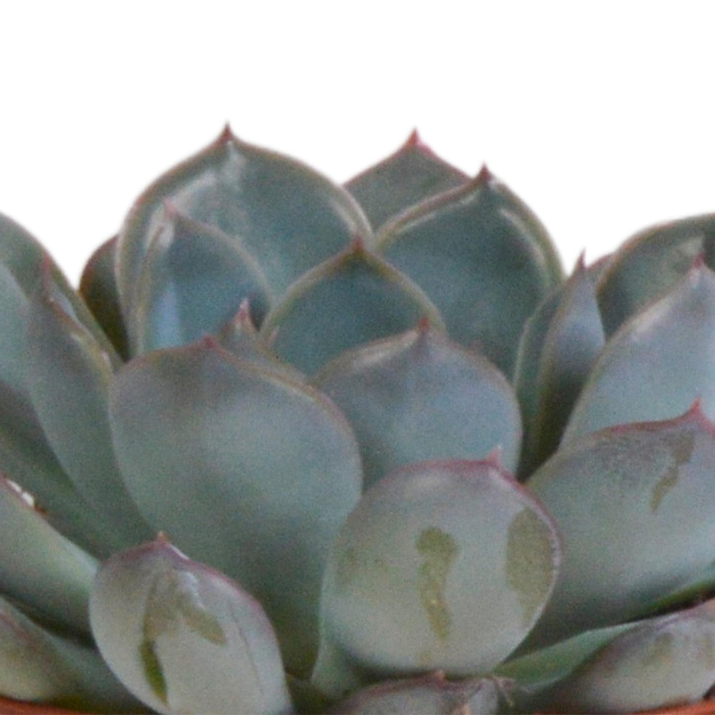 Echeveria mix (3 stuks) - ↕12-15cm - in terracotta pot