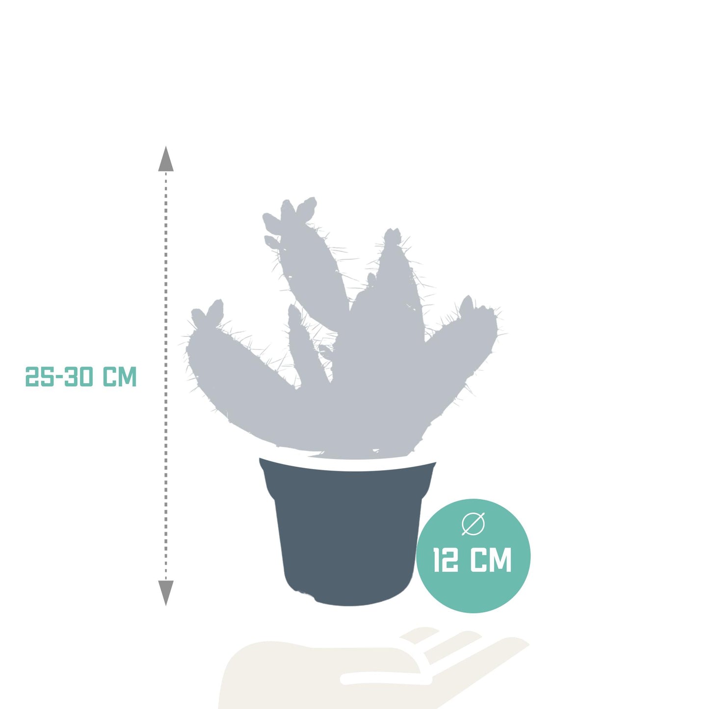 Opuntia quitensis ↕25-30cm - zonder pot