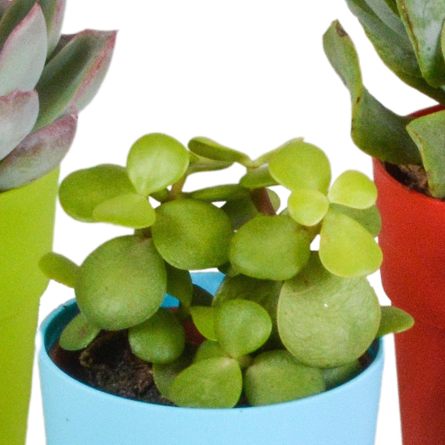 Vetplanten mix ↕10-15cm (5 Stuks) - in gekleurde plastic pot