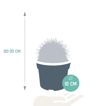 Cactus - Echinocactus grusonii ↕20 - 30 cm