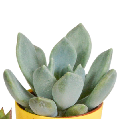 Vetplanten mix ↕10-15cm (5 Stuks) - in gekleurde plastic pot