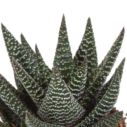 Gasteria/Haworthia mix (3 stuks) - ↕13-18cm - in witte pot