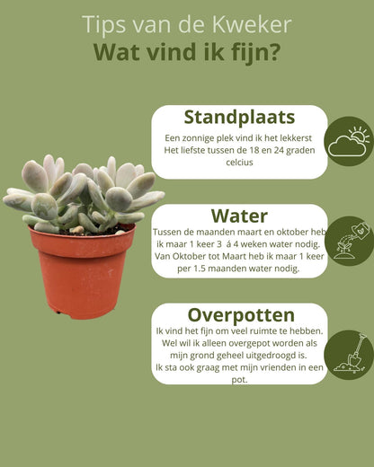 Succulenten- Pachyphytum Oviferum - ↕15-20cm (3 Stuks) - Zonder pot