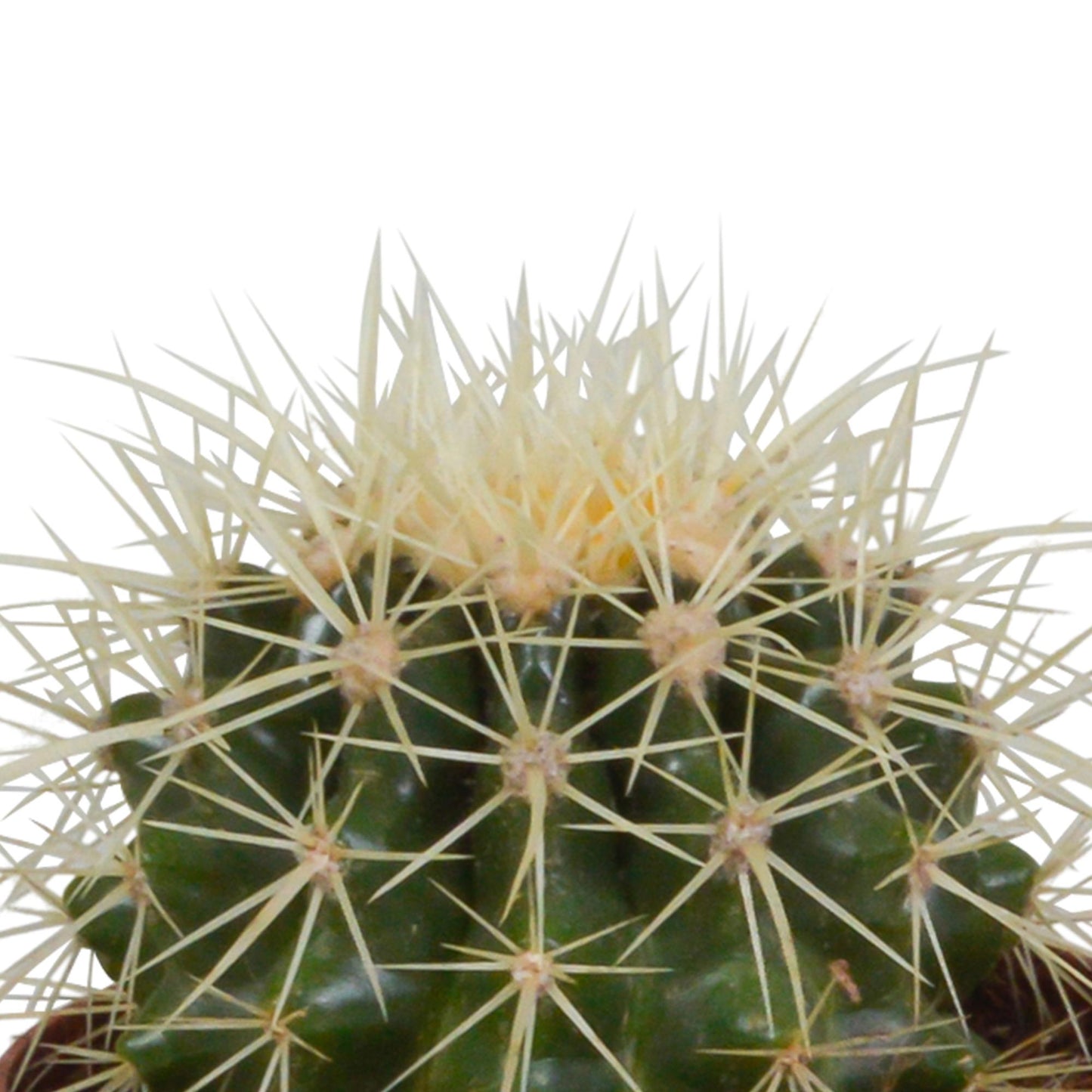 Cactus mix ↕13-18cm (3 Stuks) - in witte pot