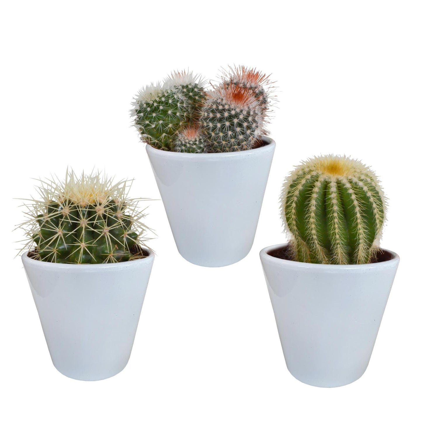 Bolcactus mix ↕12-20cm | 3 stuks - in witte pot