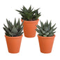 Gasteria/Haworthia mix (3 stuks) - ↕13-18cm - in terracotta pot