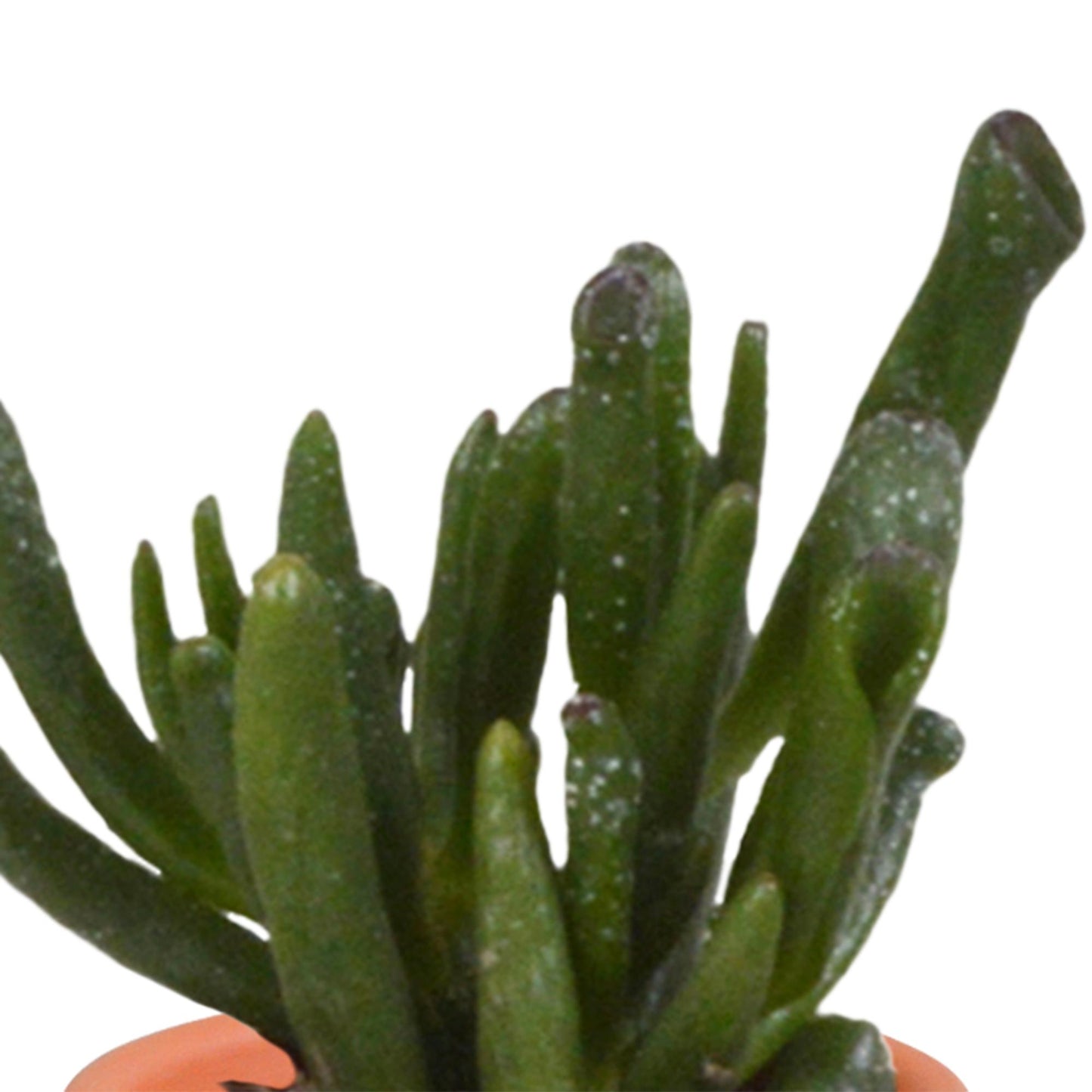 Cactus en vetplanten mix | 15 stuks - in Mexicaanse pot