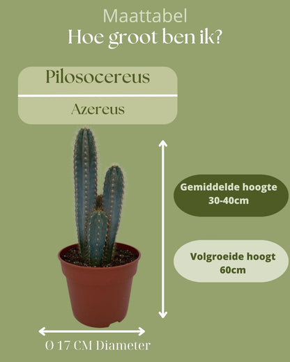 Cactus- Pilosocereus Azerues - ↕30-40cm - Zonder pot