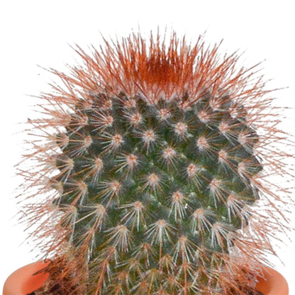 Cactus en vetplanten mix | 15 stuks - zonder pot