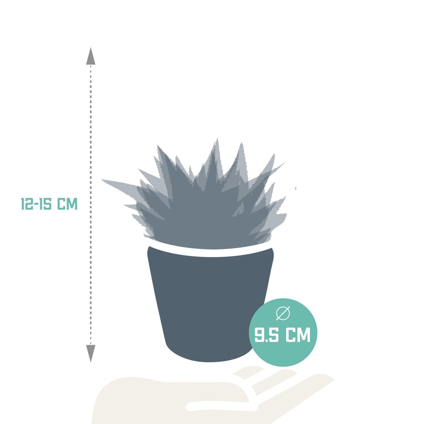 Gasteria/Haworthia mix (3 stuks) - ↕13-18cm - in Mexicaanse pot