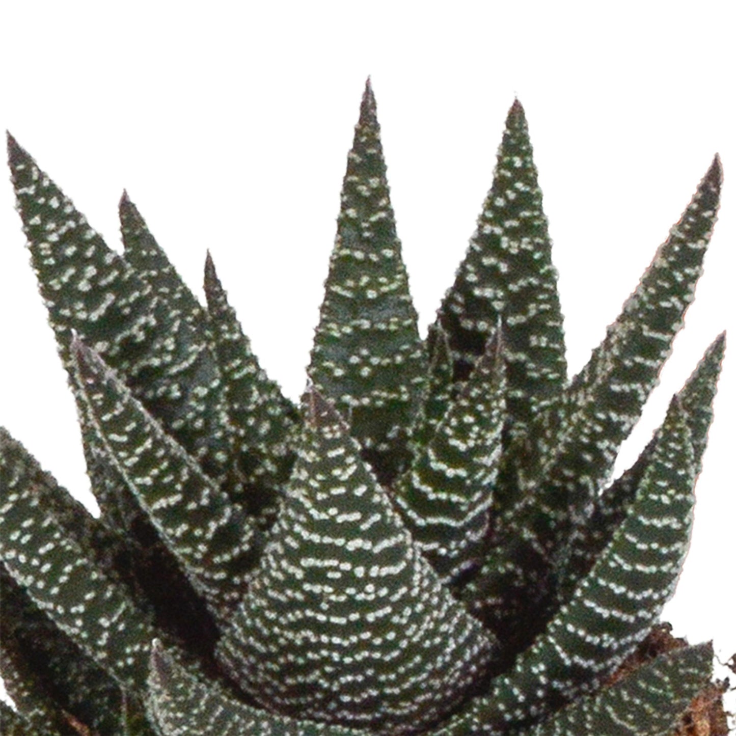 Gasteria/Haworthia mix (3 stuks) - ↕13-18cm - zonder pot