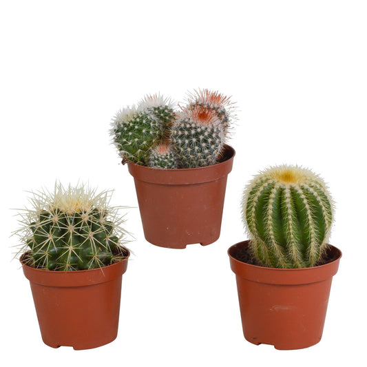 Bolcactus mix ↕12-20cm - zonder pot