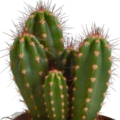 Cereus mix ↕15-25cm (3 Stuks) - in terracotta pot