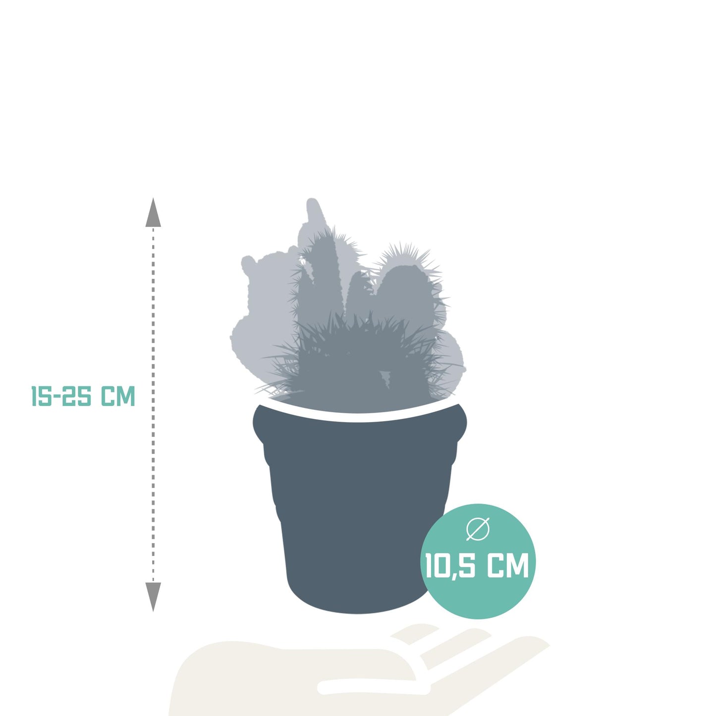 Cactus mix ↕15-25cm (3 Stuks) - in terracotta pot