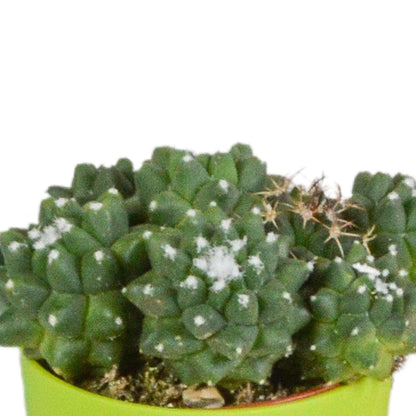 Cactus mix ↕10-15cm (5 Stuks) - in gekleurde plastic pot