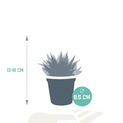 Gasteria/Haworthia mix (3 stuks) - ↕13-18cm - zonder pot