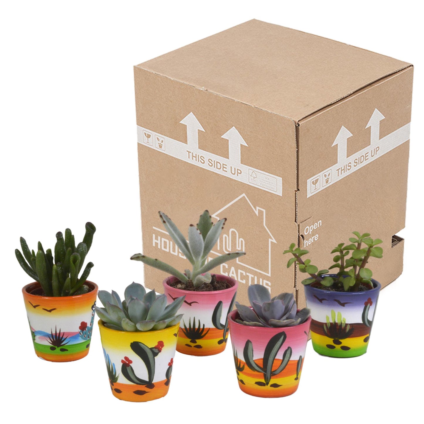 Vetplanten mix ↕8-13cm (5 Stuks) - in Mexicaanse pot