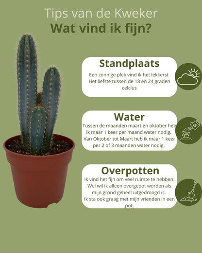 Cactus- Pilosocereus Azerues - ↕30-40cm - Zonder pot