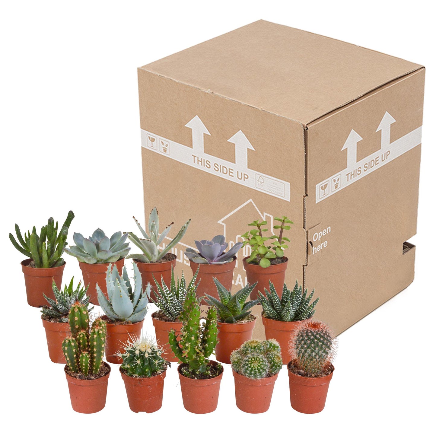 Cactus en vetplanten mix | 15 stuks - zonder pot