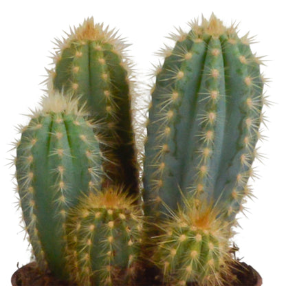 Cereus mix ↕15-25cm (3 Stuks) - in Mexicaanse pot