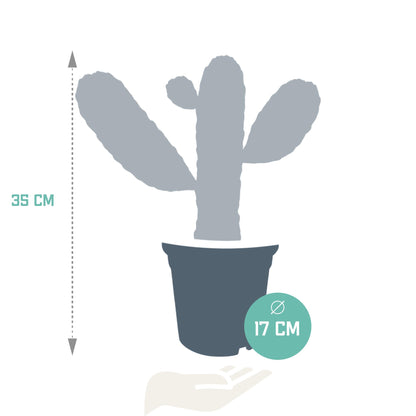 Opuntia consulea - ↕35 cm - zonder pot