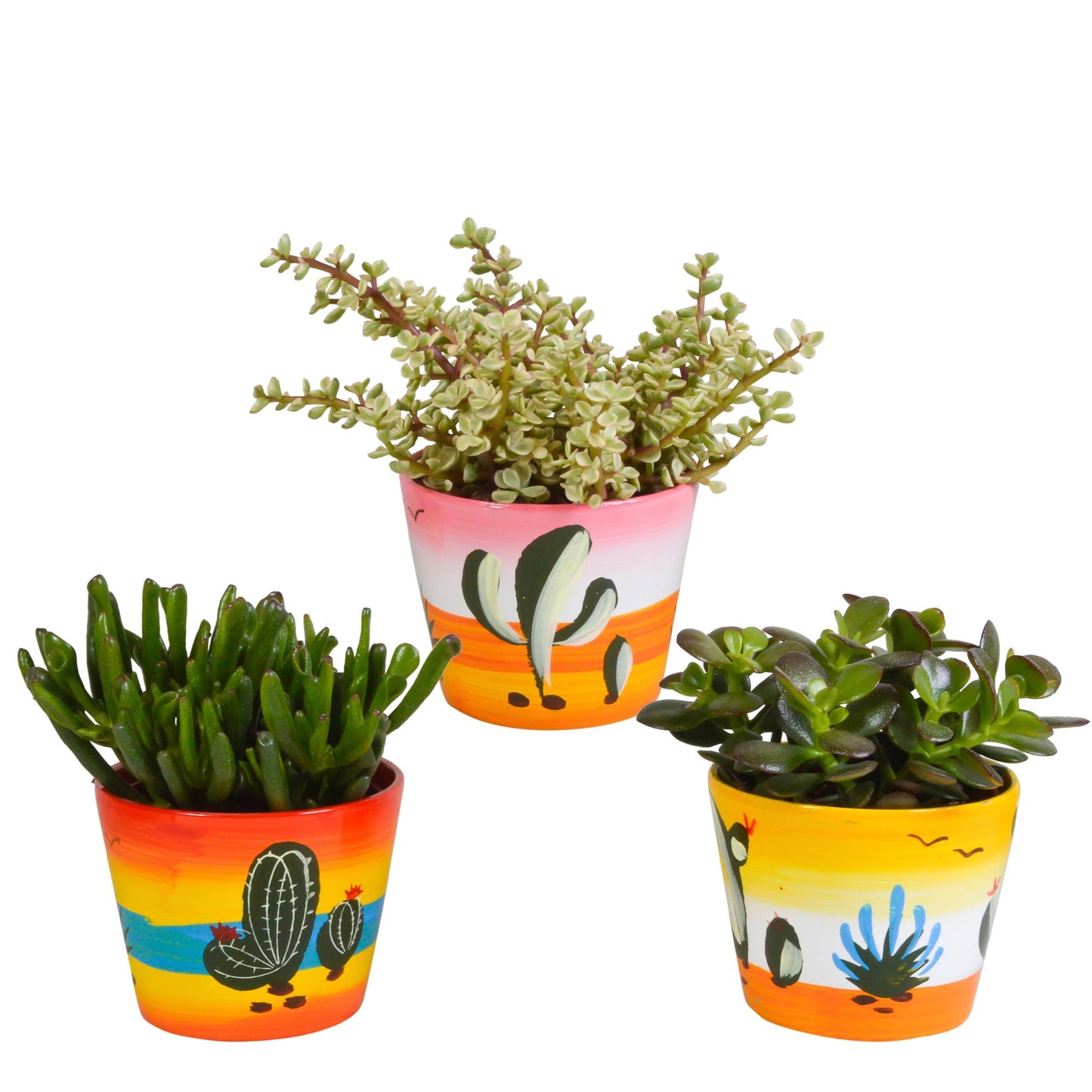 Crassula mix ↕15-20cm (3 Stuks) - in Mexicaanse pot