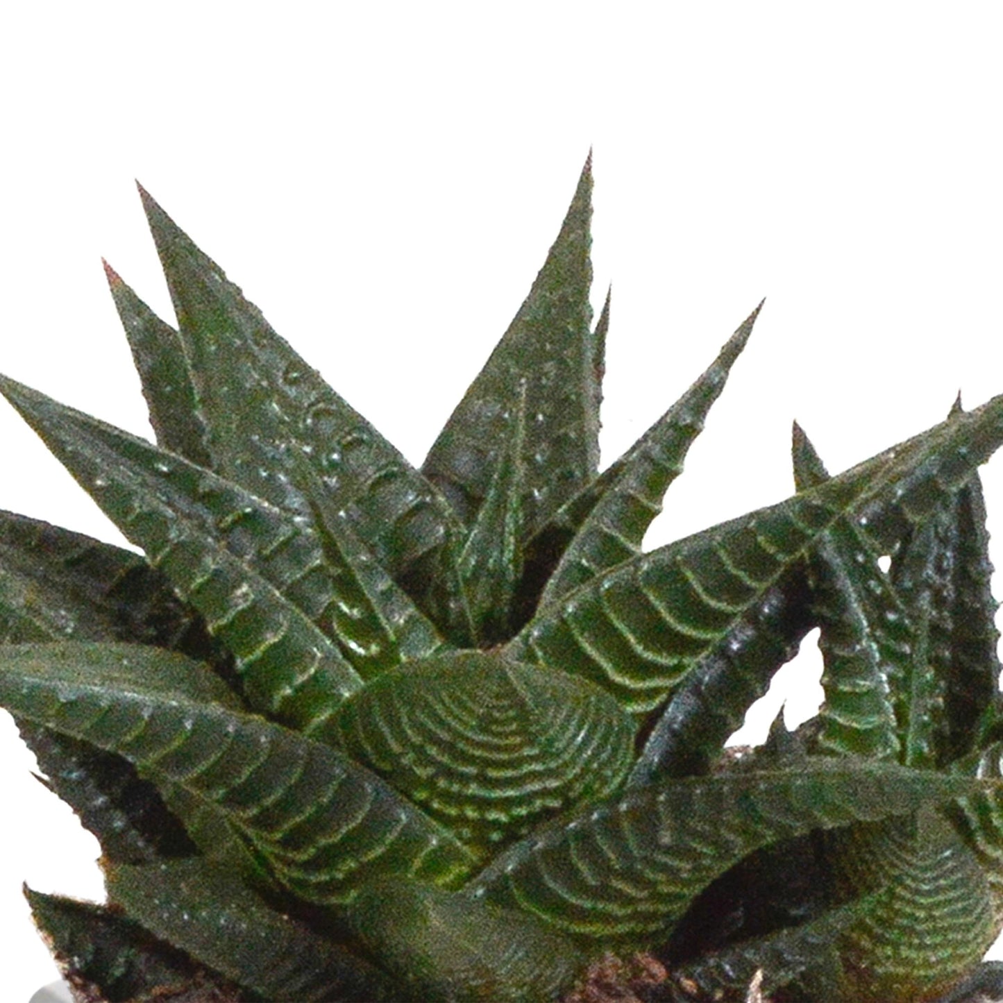 Gasteria/Haworthia mix (3 stuks) - ↕13-18cm - in terracotta pot