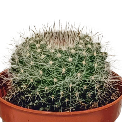 Cactus mix (10 stuks) - zonder pot