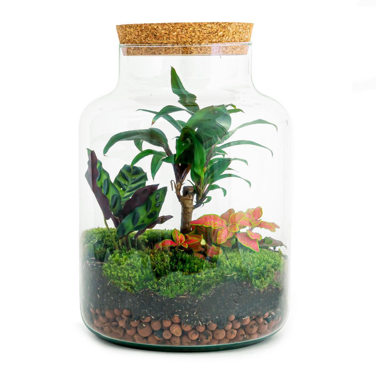 DIY terrarium - Milky Palm - ↕ 30 cm