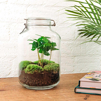 DIY terrarium - Jar - Coffea Arabica - ↕ 28 cm - Rake + Shovel + Tweezer + Scissors