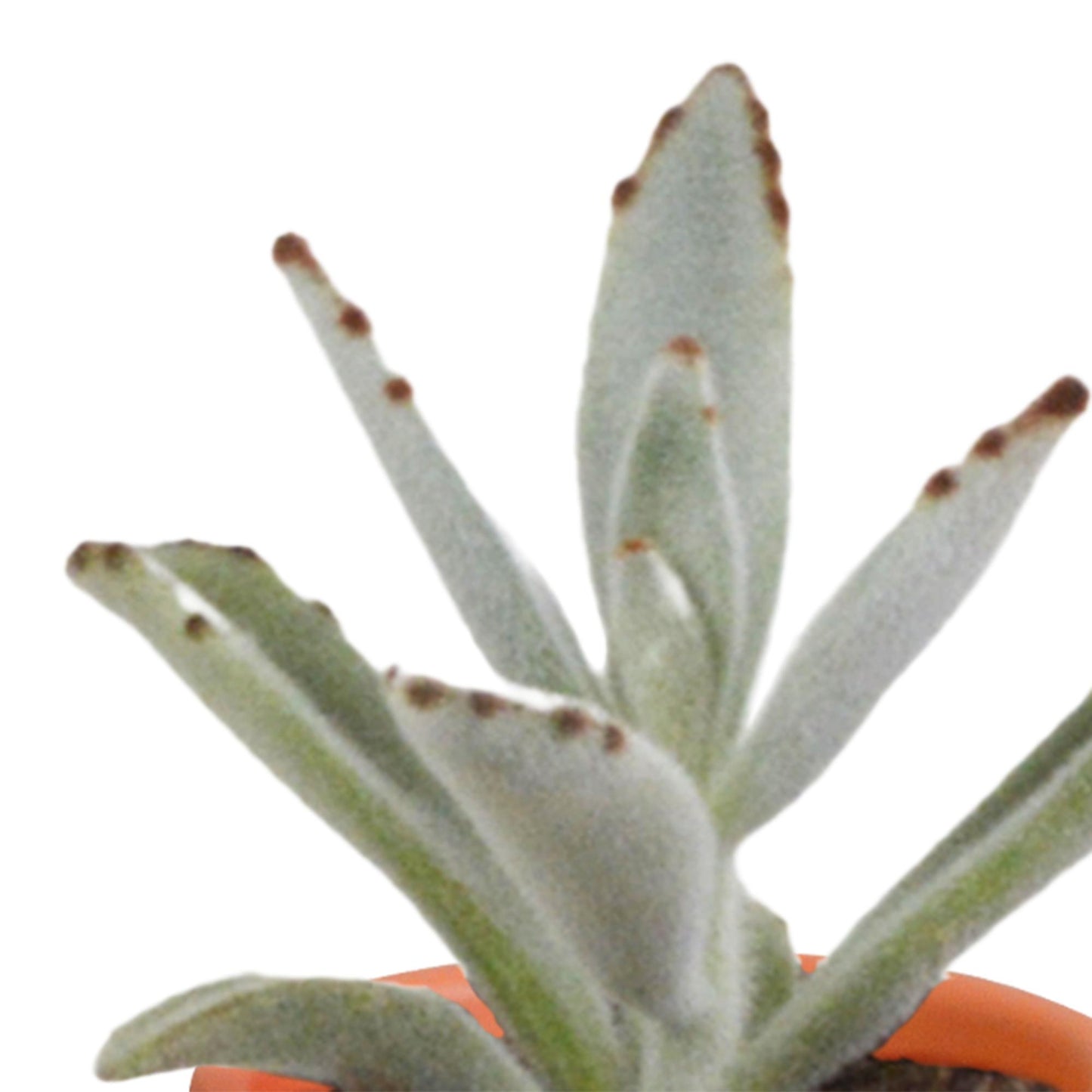 Cactus en vetplanten mix | 15 stuks - in terracotta pot