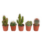 Cactus mix ↕8-13cm (5 Stuks) - zonder pot