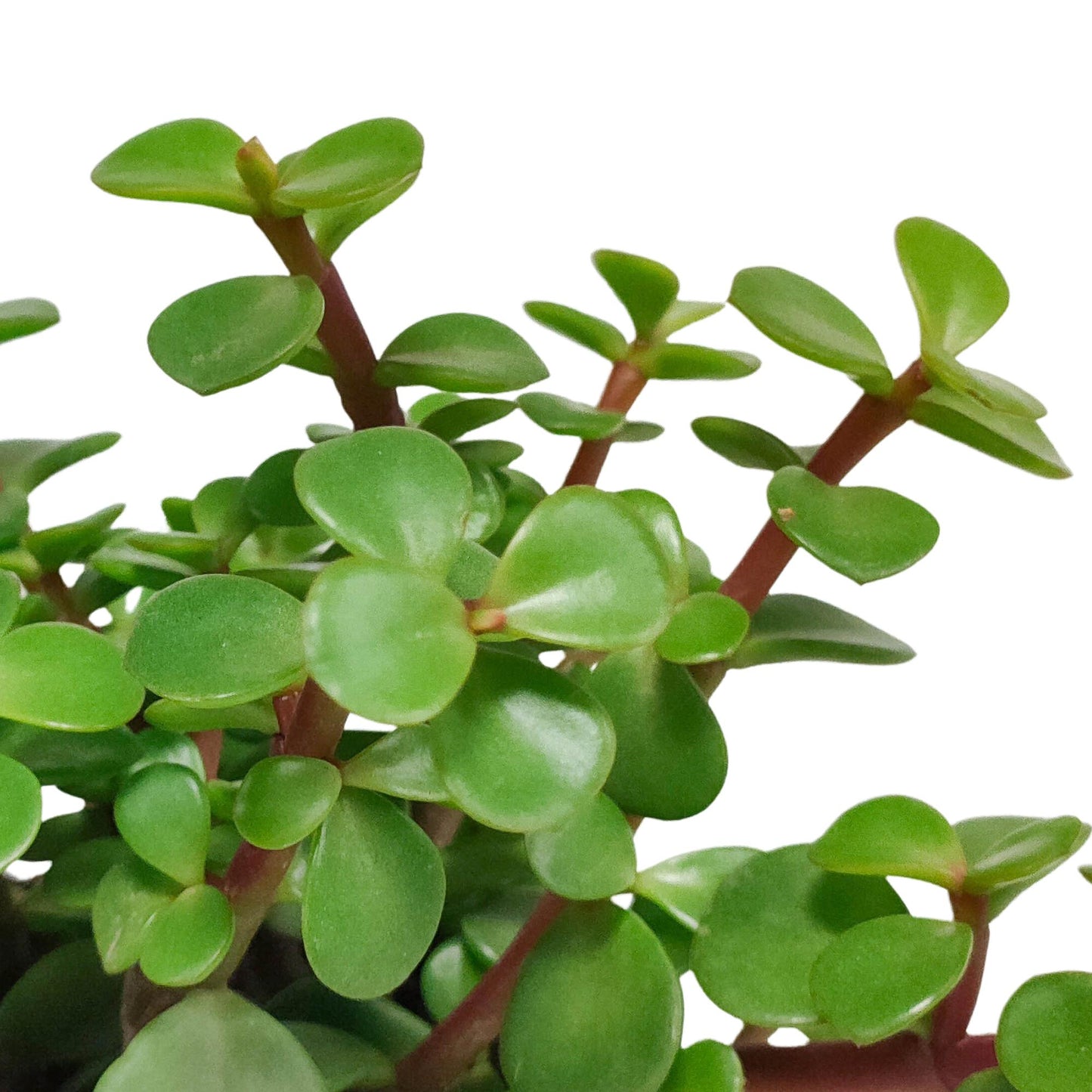 Portulacaria afra - ↕15-25 cm - zonder pot